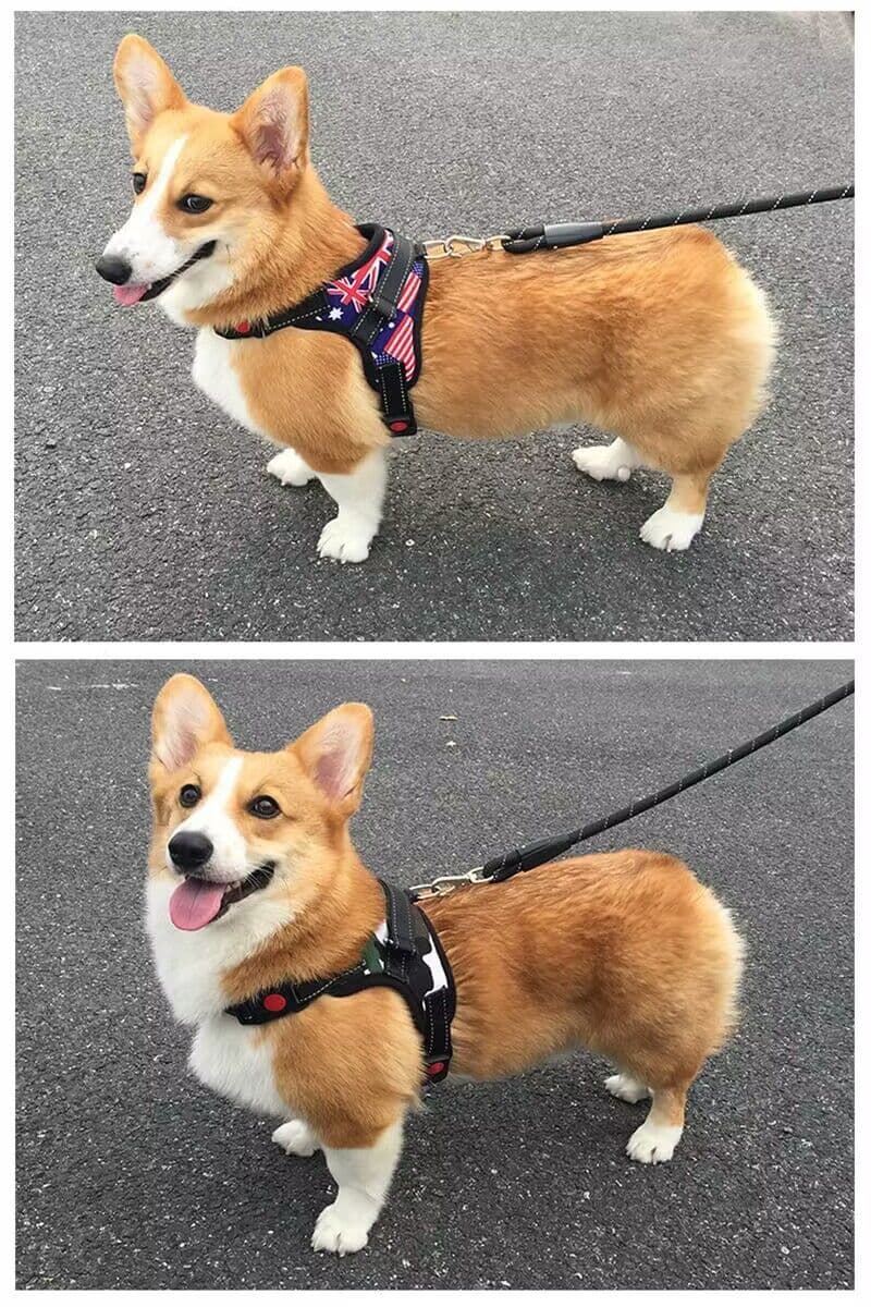 犬 ハーネス 楽らくフィット ハーネス革命