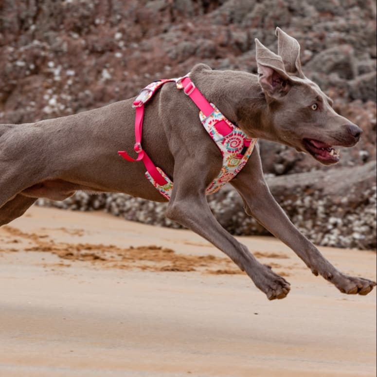 犬 ハーネス 涼やか星空ハーネス