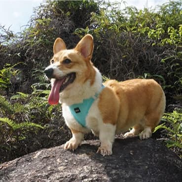 犬 ハーネス やさしい着心地 メッシュハーネス