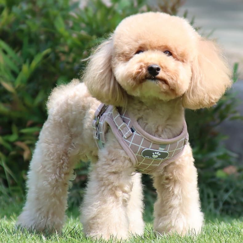 ヨーキーにおすすめハーネス10選 - 犬 ハーネス専門通販 Wonderfulharness