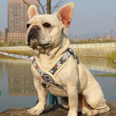 犬 ハーネス わんわん和柄ハーネス