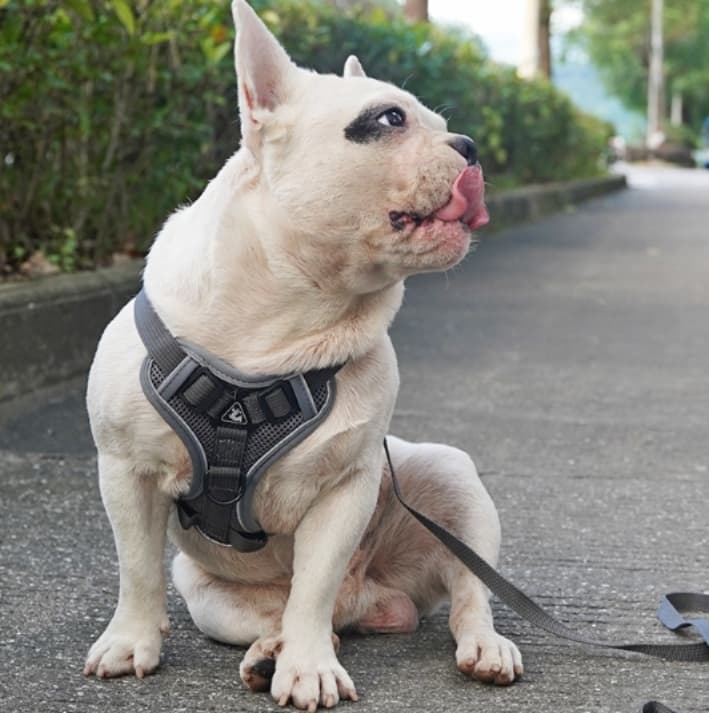犬 ハーネス 快適お散歩ベーシックハーネス