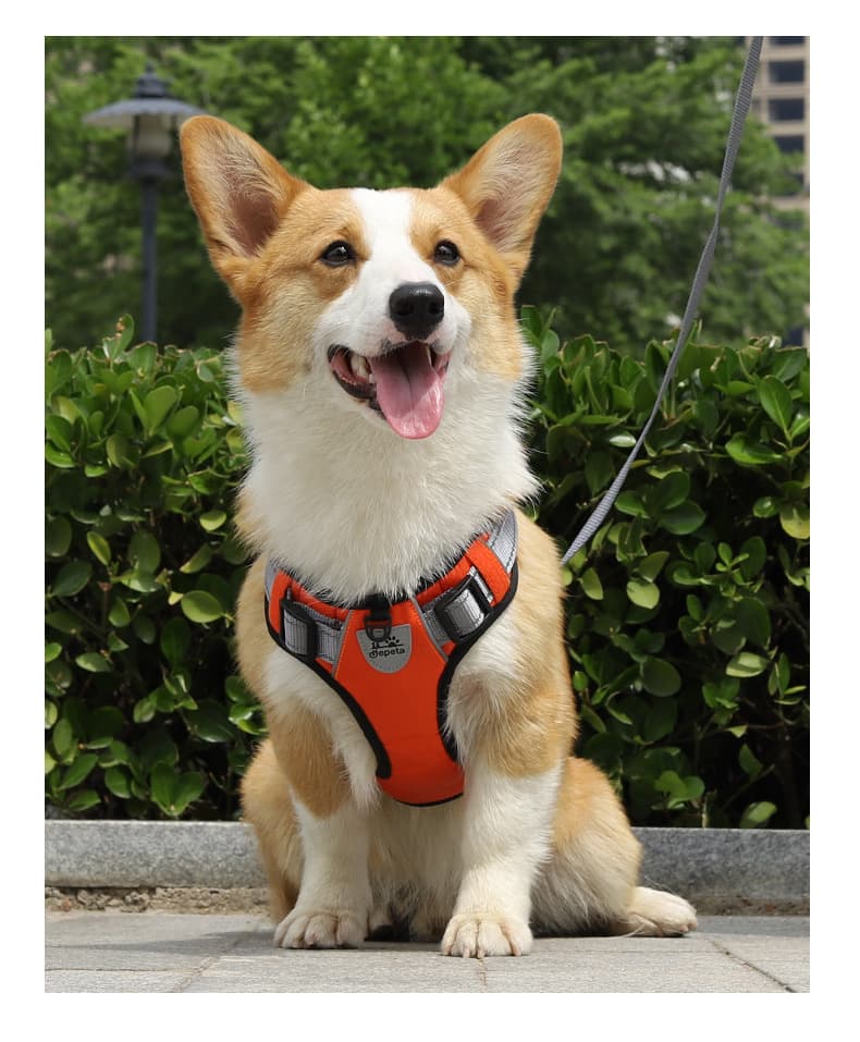 犬 ハーネス プレミアムフィット 安心ハーネス