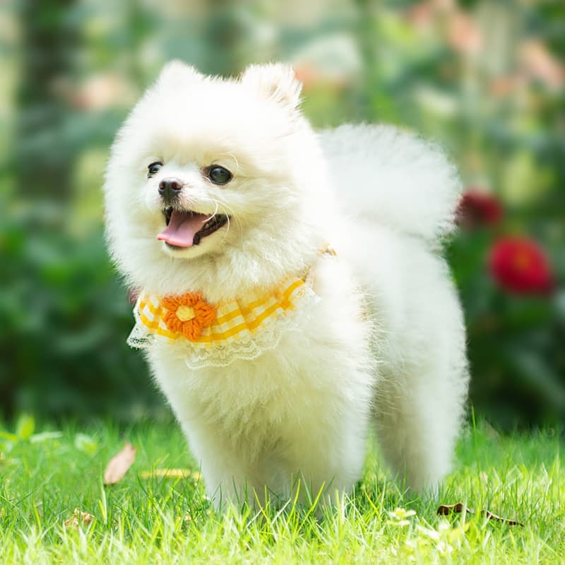 犬 ハーネス ガーリーレース おめかしハーネス