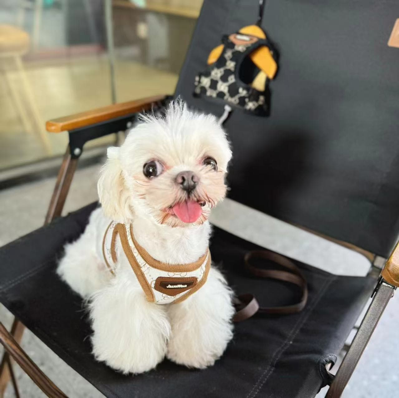 犬 ハーネス モノグラム柄 ウェア安心ハーネス