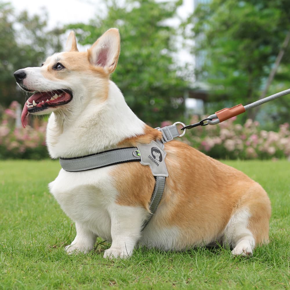 犬 ハーネス こだわり職人の本革ハーネス