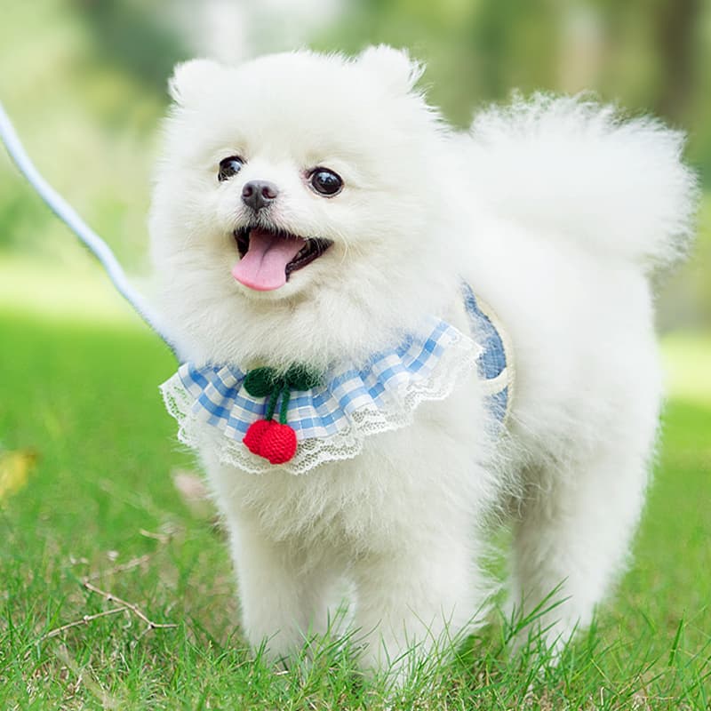 犬 ハーネス ガーリーレース おめかしハーネス