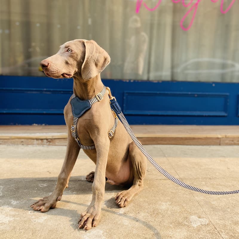 犬 ハーネス なめらか上質ハーネス