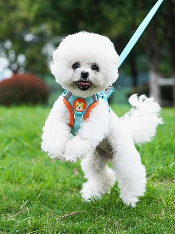 犬 ハーネス ふわもこ子犬のお散歩ハーネス＆リードセット