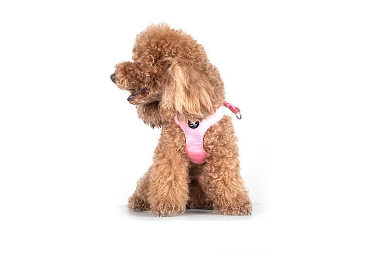 犬 ハーネス やさしさ包み込むふんわりハーネス