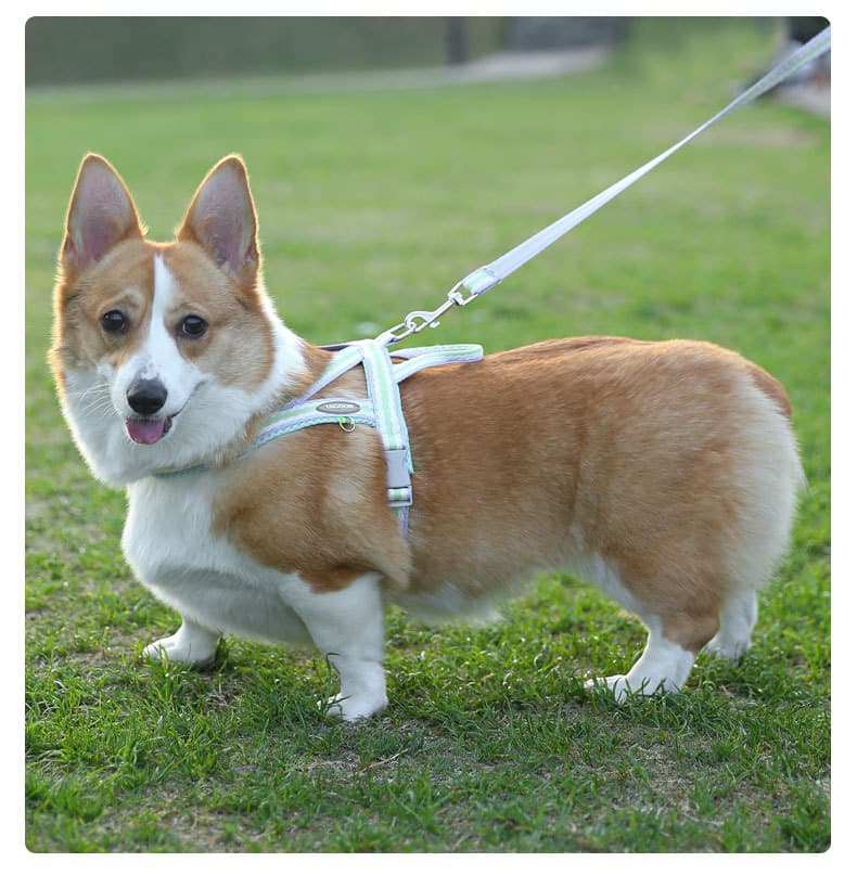 犬 ハーネス ふわもこメッシュ パステルハーネスセット