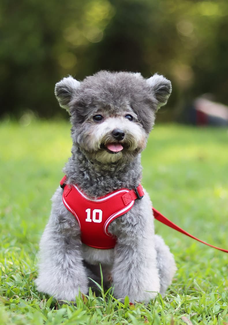 犬 ハーネス スポーツメッシュ 軽快ハーネス