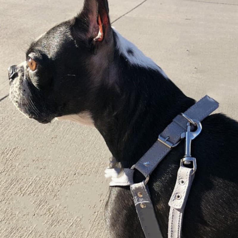 犬 ハーネス なめらか本革職人ハーネス