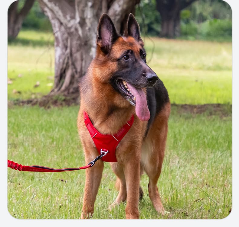 犬 ハーネス 安心フィット やさしいハーネス