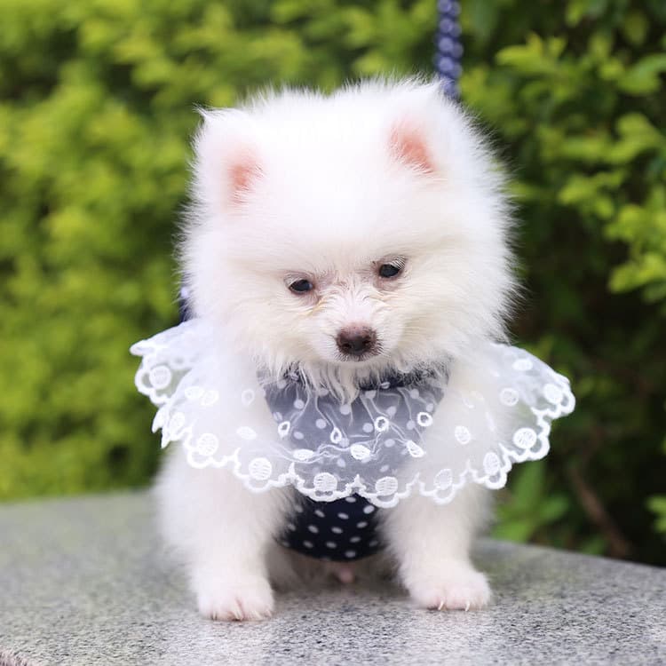 犬 ハーネス フリルレースおしゃれハーネス