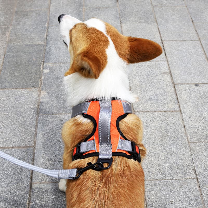 犬 ハーネス プレミアムフィット 安心ハーネス
