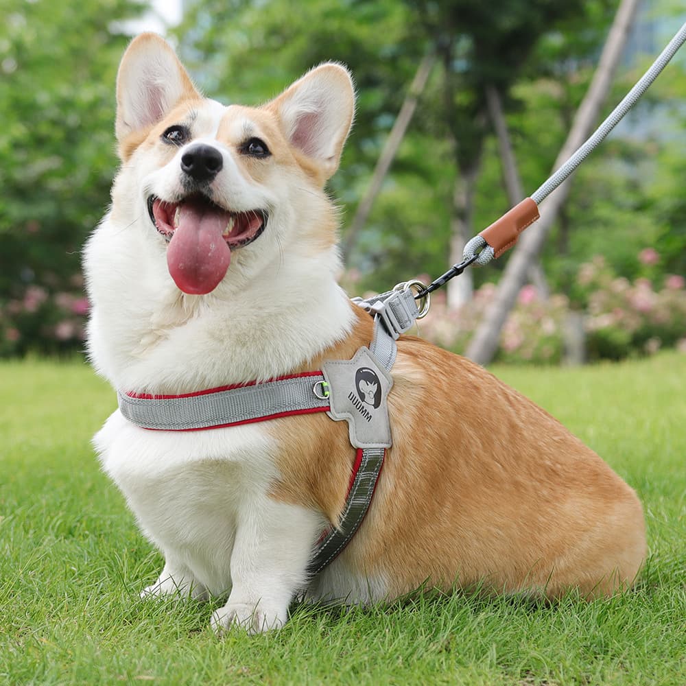 犬 ハーネス こだわり職人の本革ハーネス