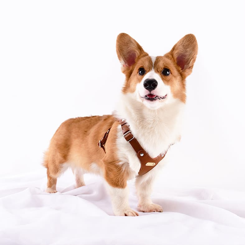 犬 ハーネス 上質な革職人の匠ハーネス