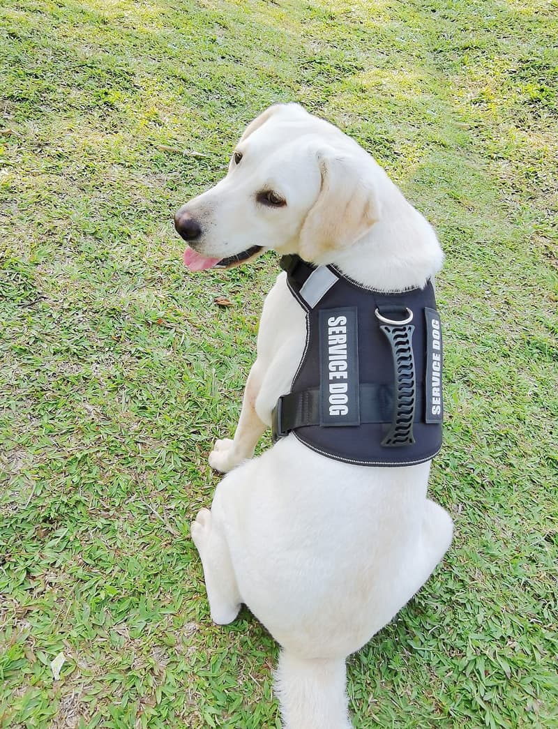 犬 ハーネス 介助犬用上質ハーネス