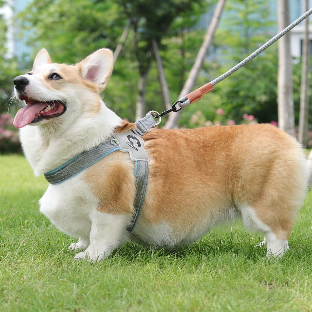 犬 ハーネス こだわり職人の本革ハーネス