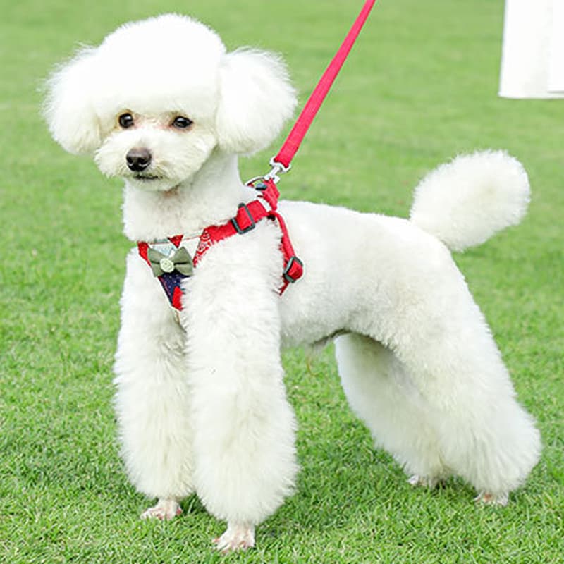 犬 ハーネス リボン付き フラワーモチーフ ハーネス