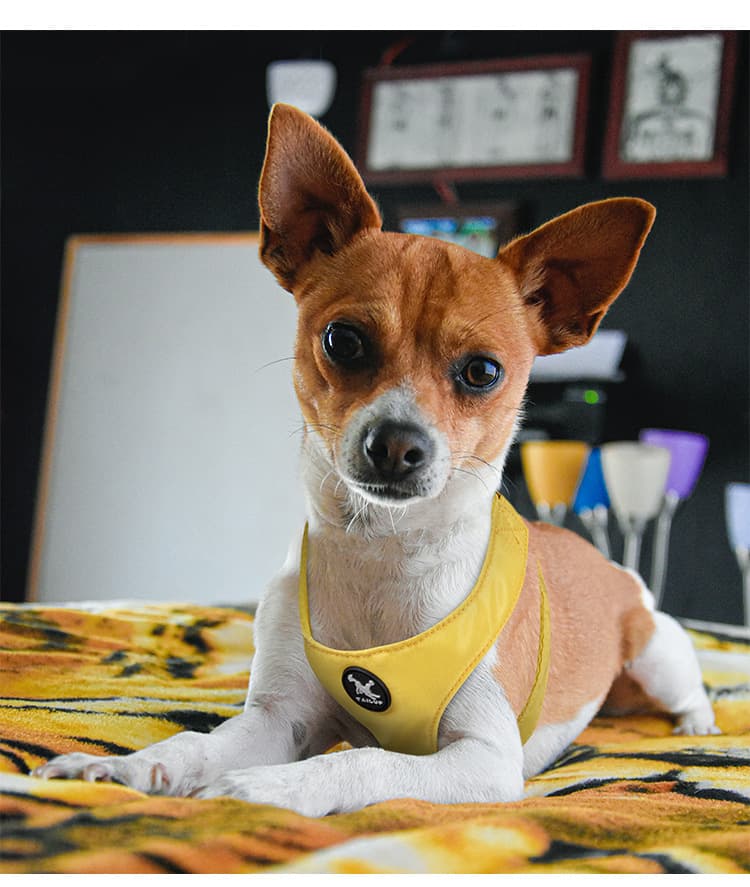 犬 ハーネス やさしさ包み込むふんわりハーネス