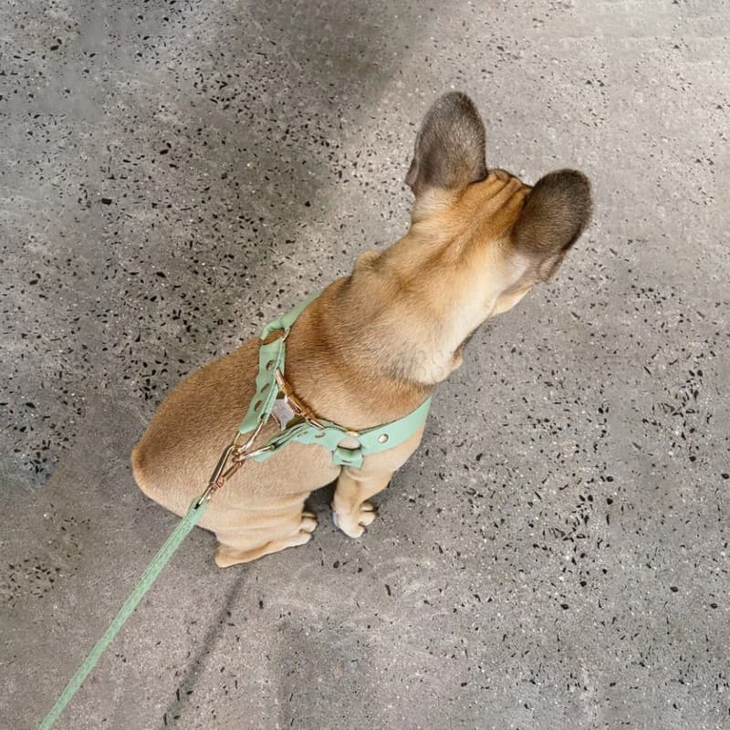 犬 ハーネス なめらか上質革ハーネス