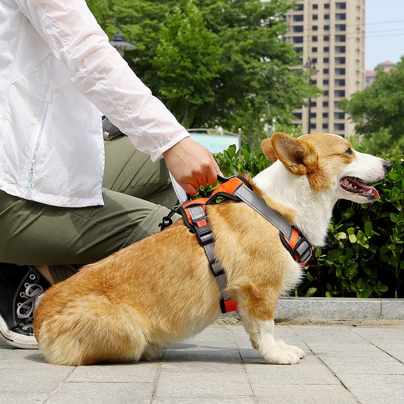 犬 ハーネス プレミアムフィット 安心ハーネス