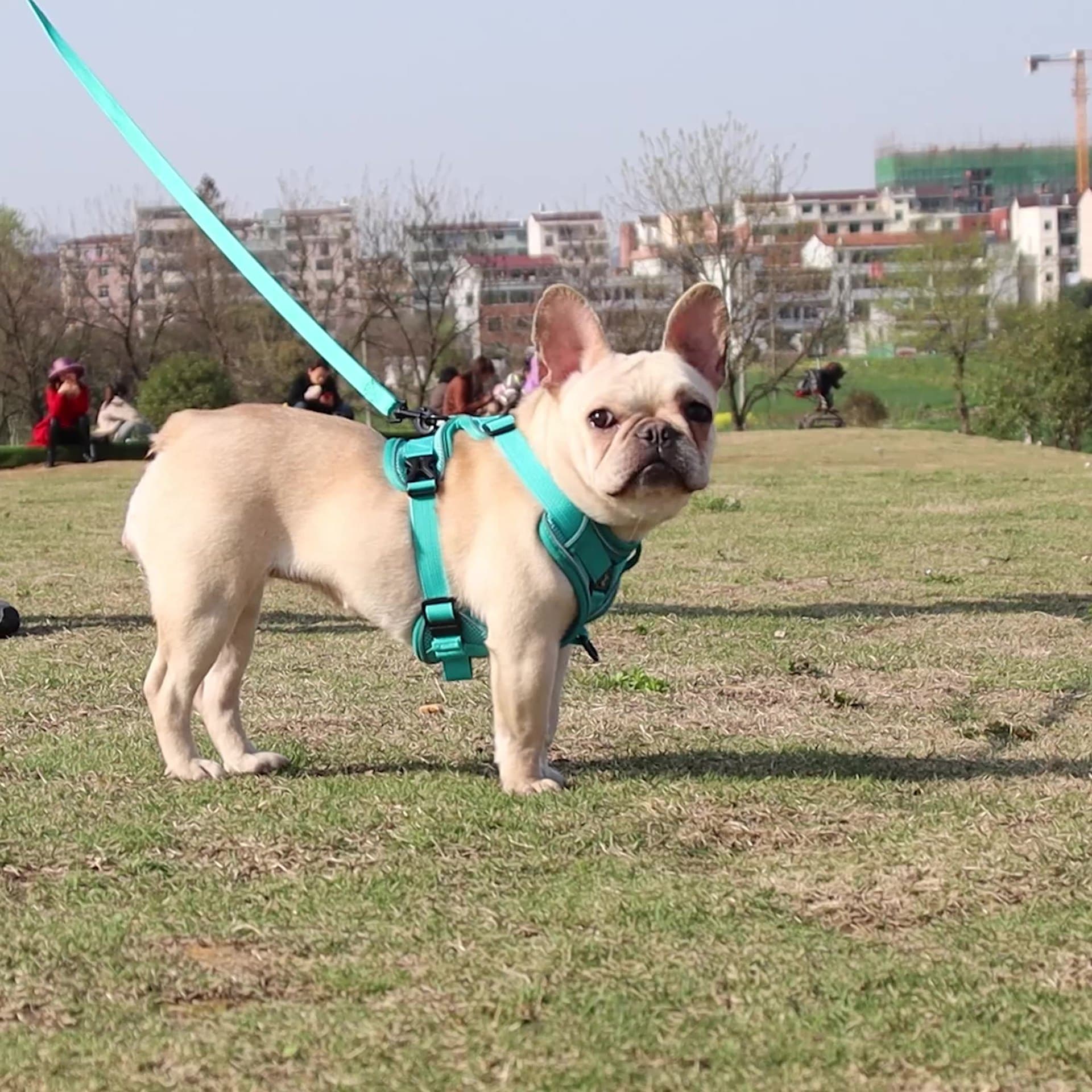 犬 ハーネス シンプル軽量デザインハーネス