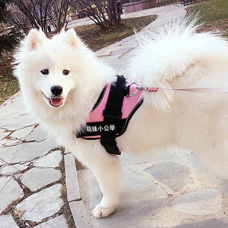 犬 ハーネス やさしい歩行補助ハーネス