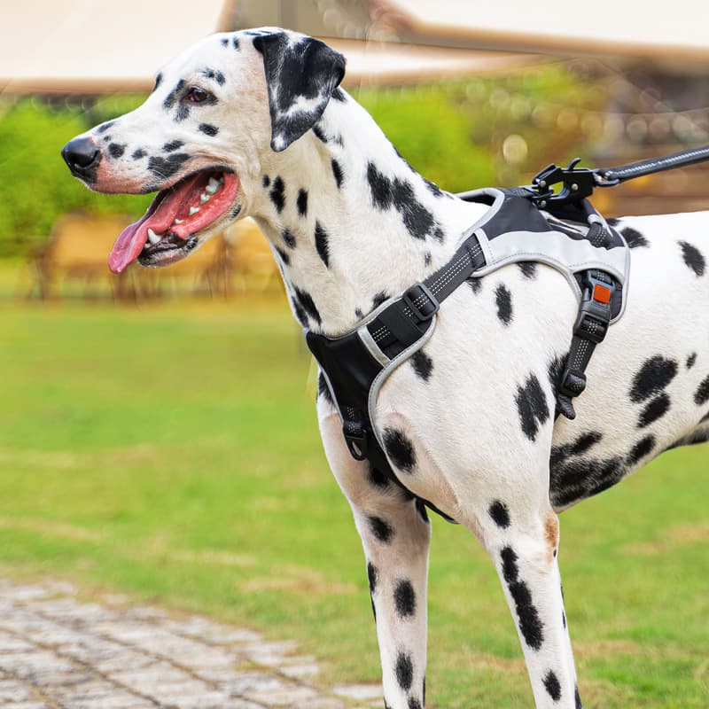 犬 ハーネス 快適フィット・ダルメシアンハーネス