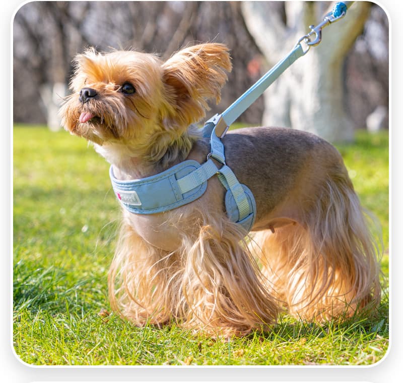 犬 ハーネス 愛犬とお散歩ふわっとハーネス