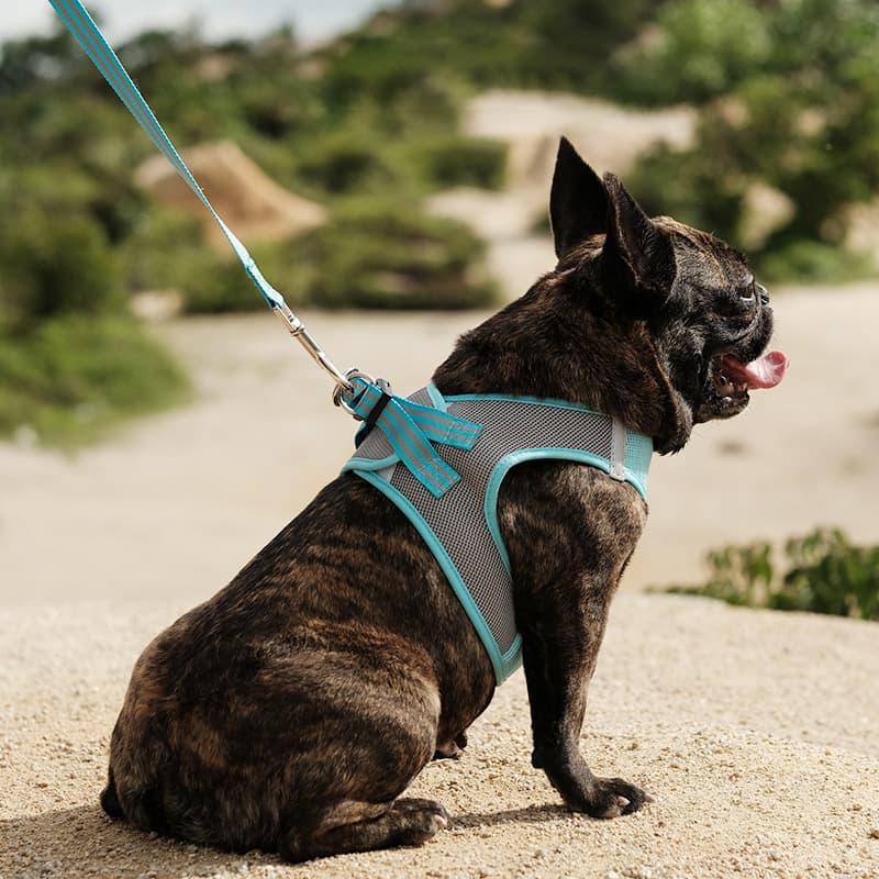犬 ハーネス やさしい着心地 メッシュハーネス