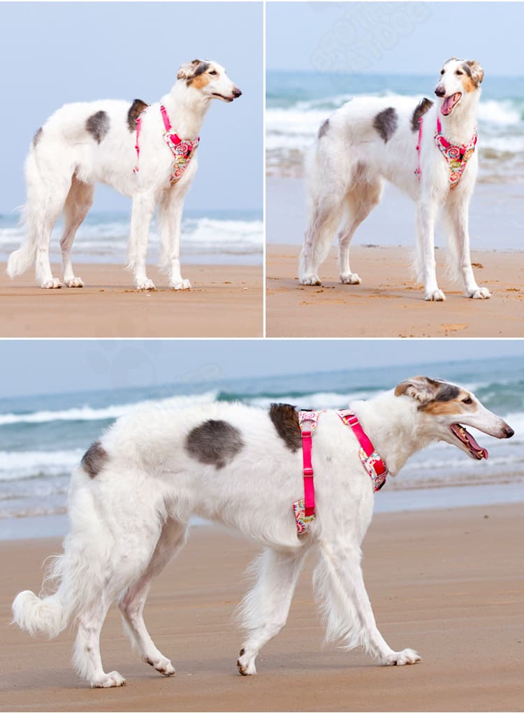 犬 ハーネス 涼やか星空ハーネス