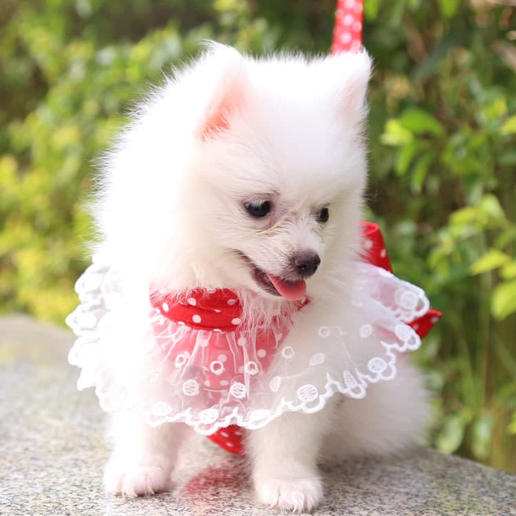 犬 ハーネス フリルレースおしゃれハーネス