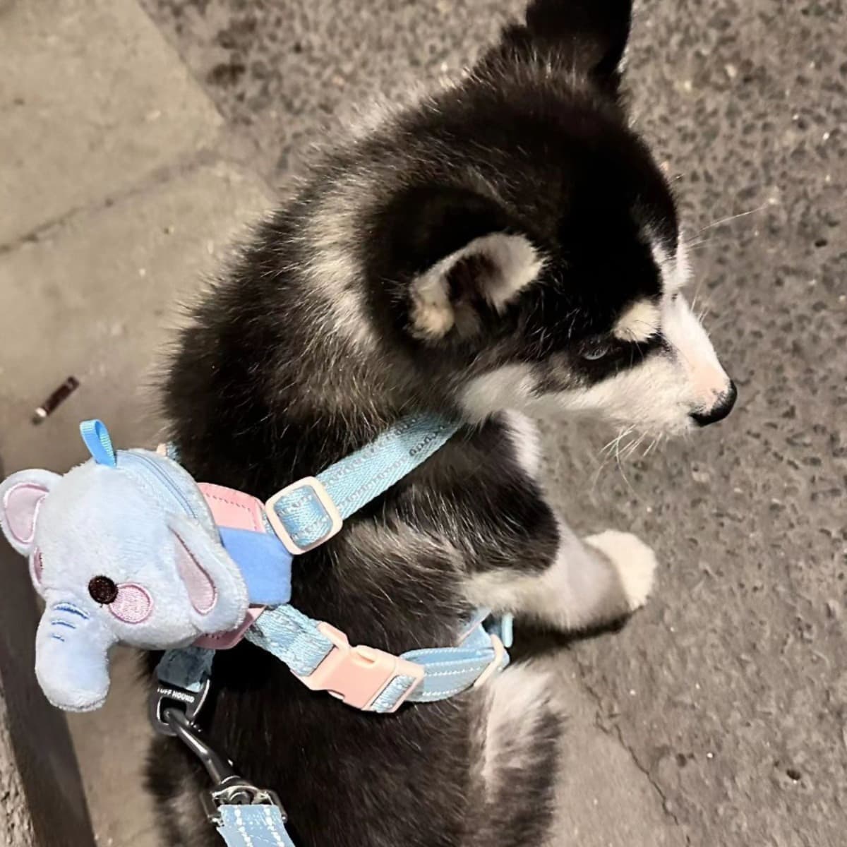 犬 ハーネス 生成です