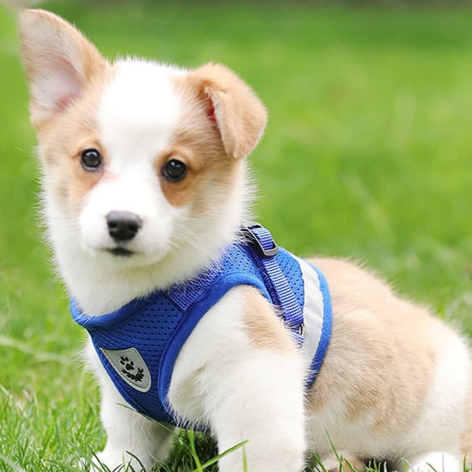 犬 ハーネス やさしい呼吸ハーネス