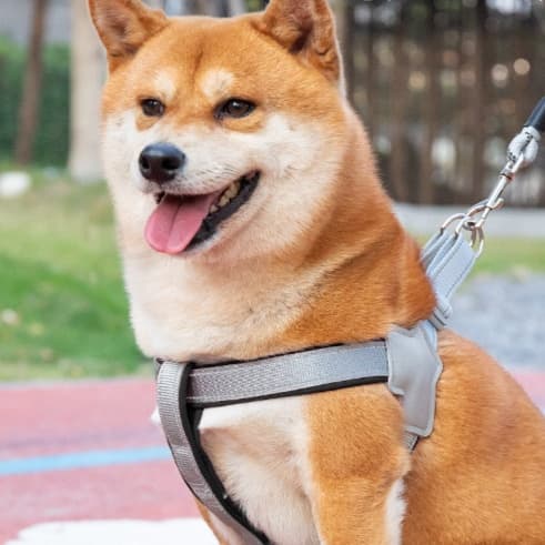 犬 ハーネス ゼロ感覚 快適ハーネス