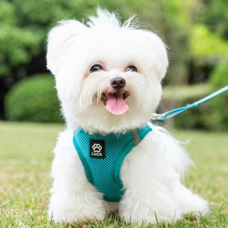犬 ハーネス 通気性抜群メッシュハーネス