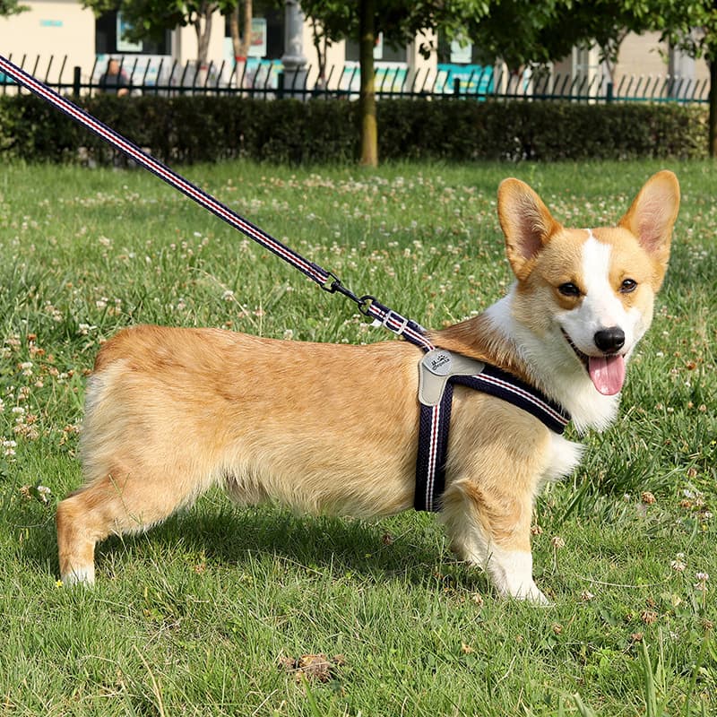 犬 ハーネス なめらか安心メッシュハーネスセット